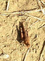 Sauterelle (ph. Mrugala F., Brindas, 09-2019)(4)
